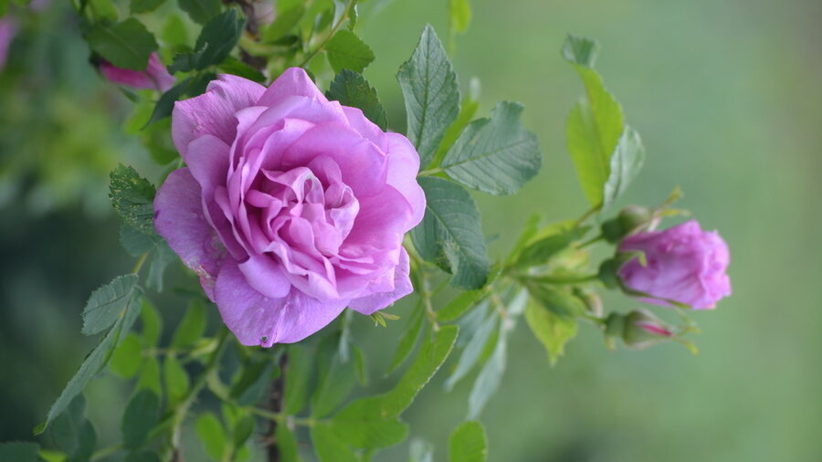 Картинка найдена на просторах интернета, ссылка https://yandex.ru/images/search?from=tabbar&img_url=https%3A%2F%2Fi.pinimg.com%2Foriginals%2Fa8%2F34%2F3f%2Fa8343f8128719b5e7bd53274cf0631a19.jpg&lr=47&pos=15&rpt=simage&text=%D1%86%D0%B2%D0%B5%D1%82%D1%8B%20%D0%BA%D1%80%D1%83%D0%BF%D0%BD%D0%BE%20%D1%84%D0%BE%D1%82%D0%BE