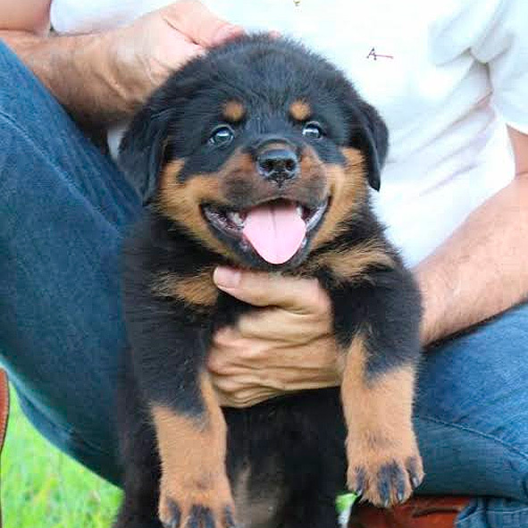 Знакомьтесь, Его Величество Барон.