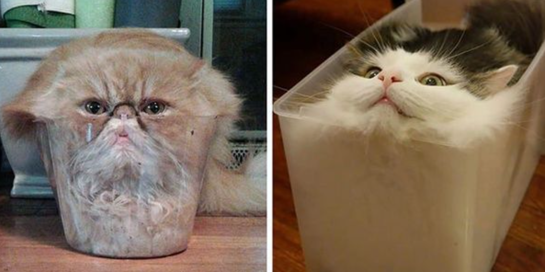 😺 Почему коты ведут себя как жидкость? Простое объяснение сложной физики