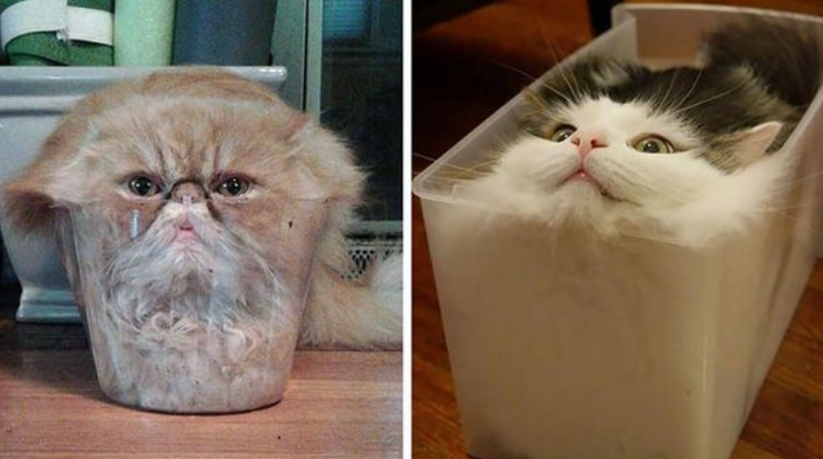 Коты есть жидкость