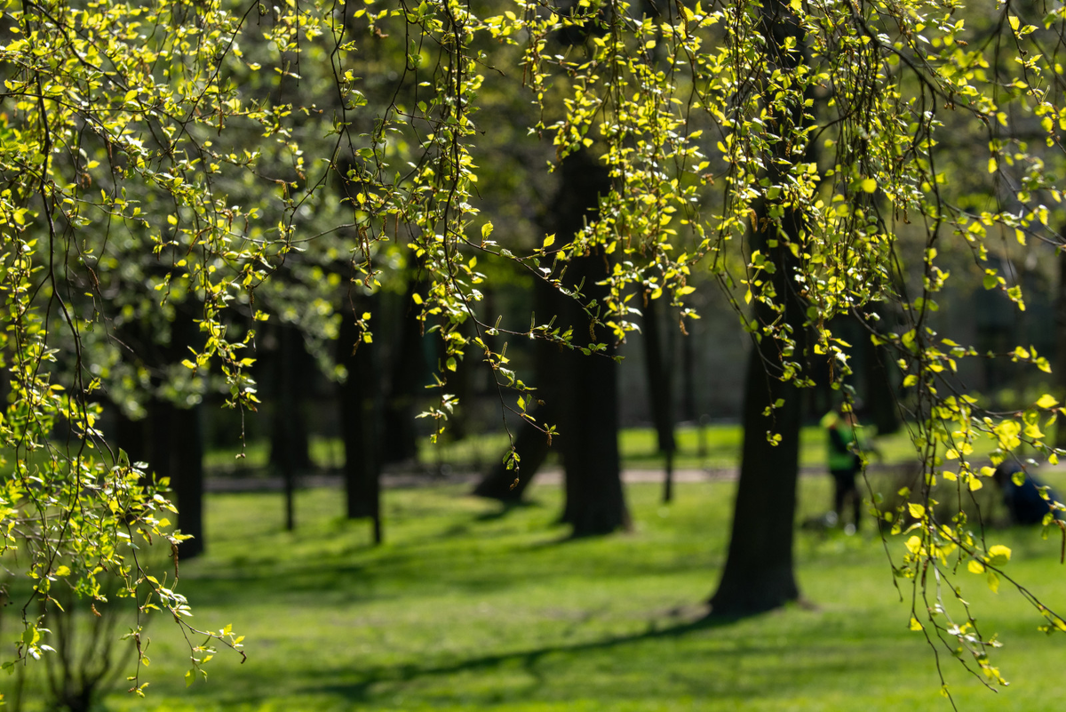 Олег Золото/ «Вечерний Санкт-Петербург»