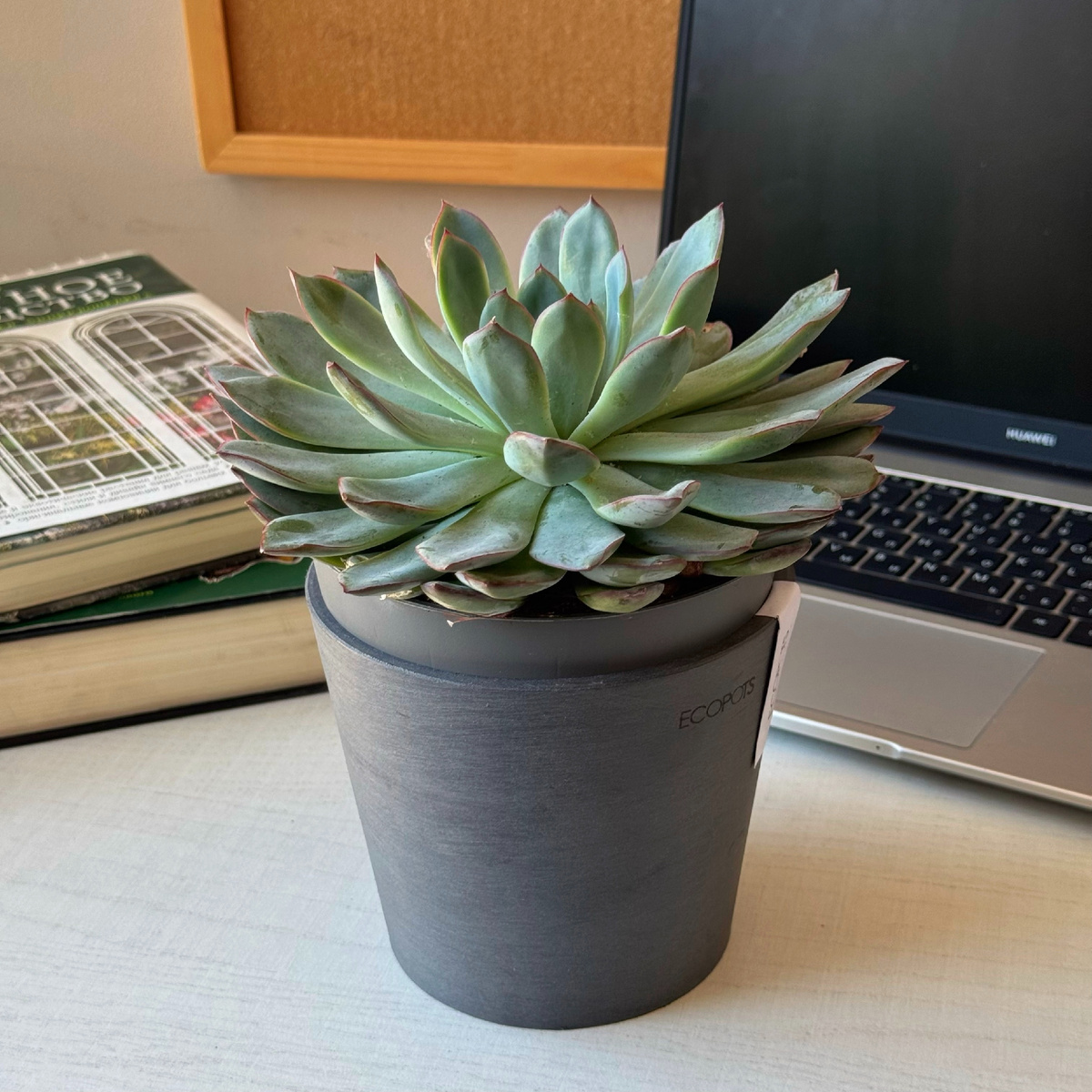 Растения для рабочего стола