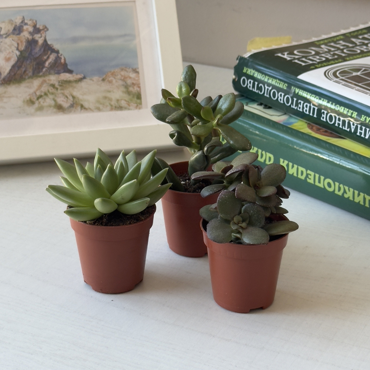 Суккулент декор стола