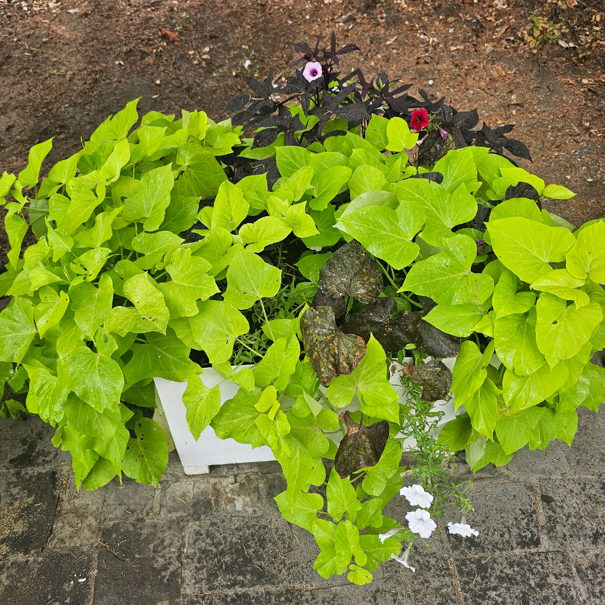 Зелень после дождя...