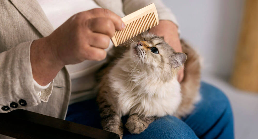 Как избавиться от блох у кошки в домашних условиях