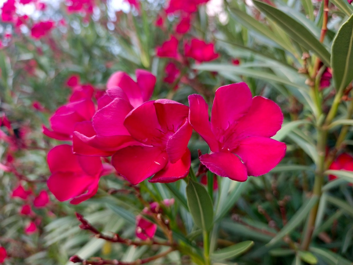 Адлер, Олеандр красный, сентябрь 2025 года.