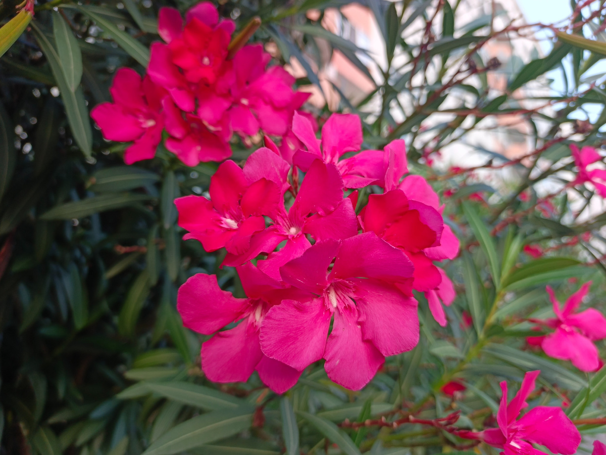 Адлер, Олеандр красный, сентябрь 2025 года.