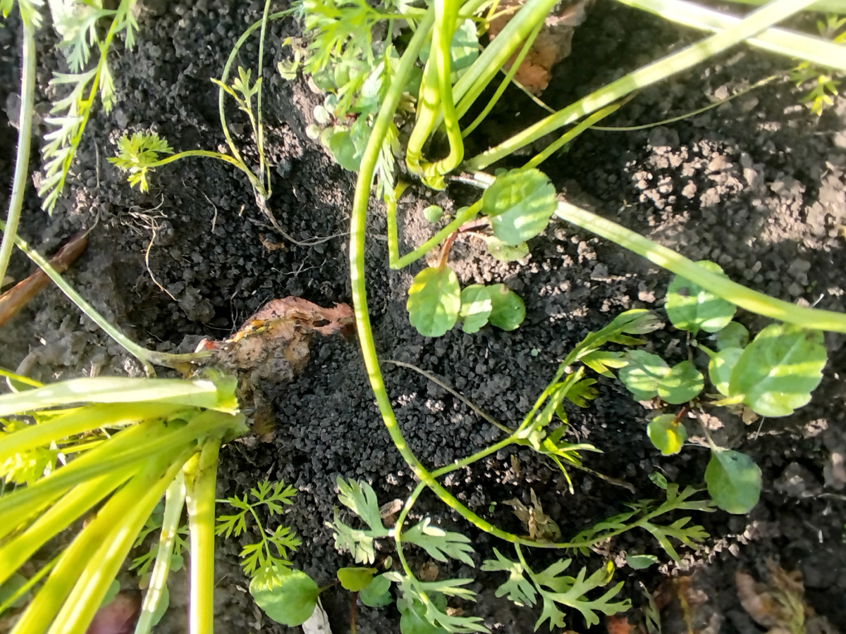 Морковь отличная выросла,, но половину сожрала крыса