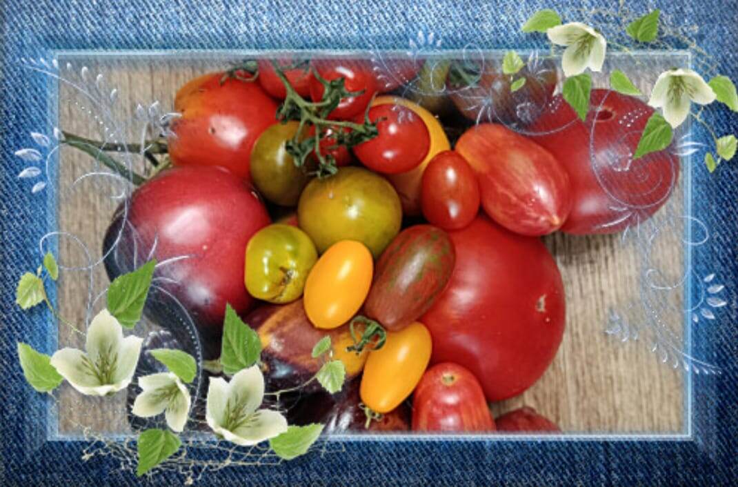 Помидоры в 2025 году