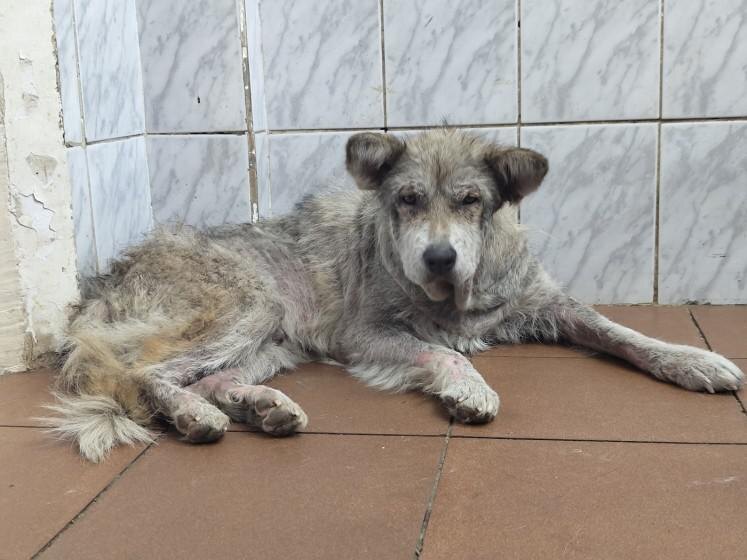 Первый день Волчка в приюте