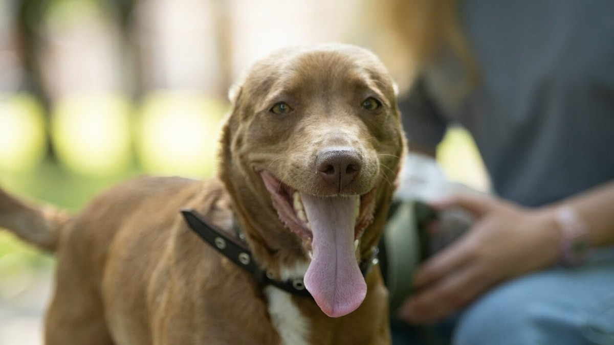    Комету трижды предали люди. Фото: сообщество VK «Клуб Добрых сердец СПБ»