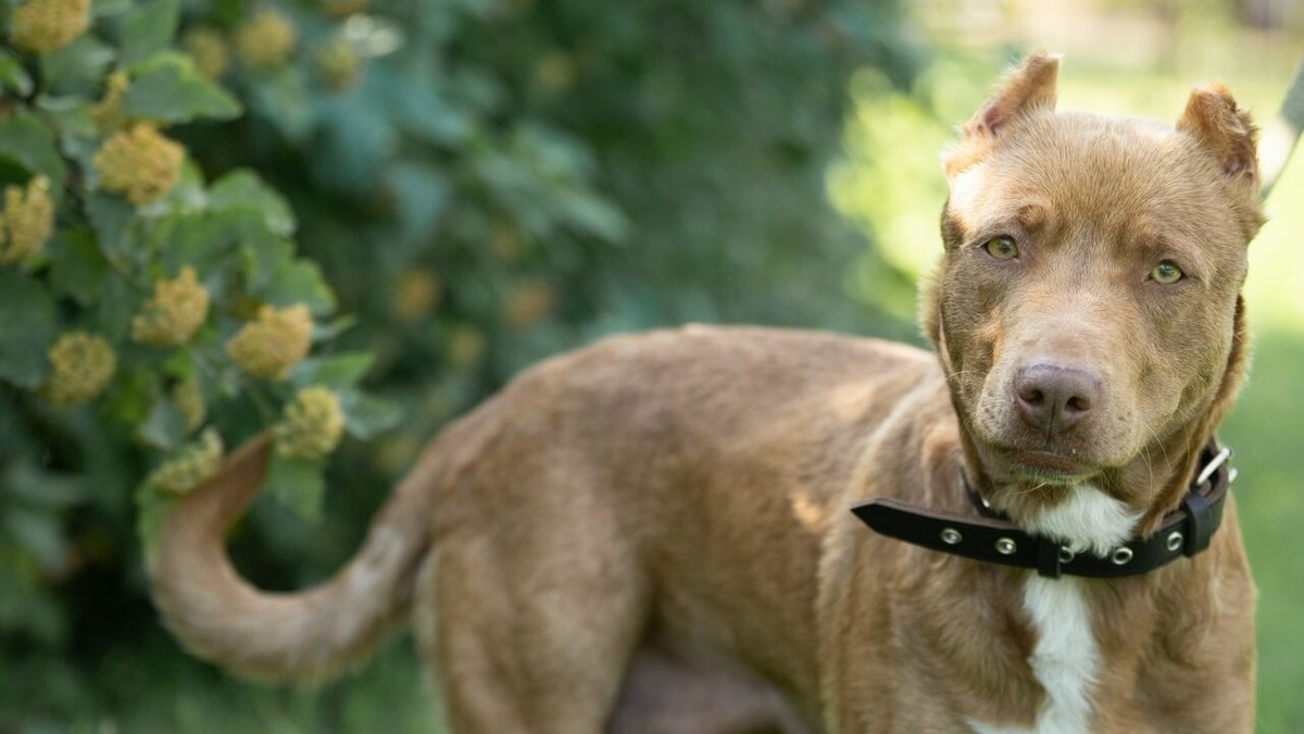    Собака с тяжёлой судьбой ищет дом! Фото: сообщество VK «Клуб Добрых сердец СПБ»