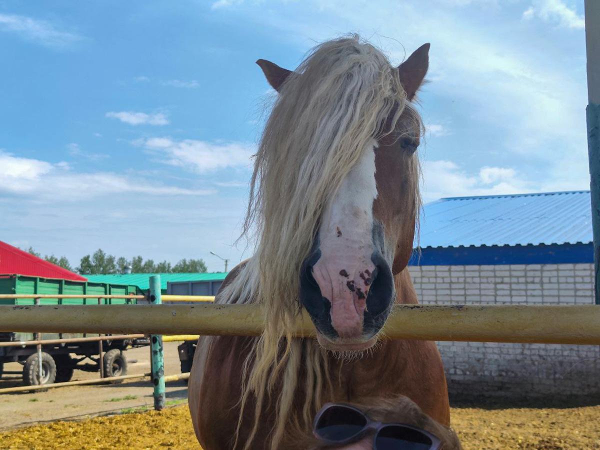 Лошадей отправили на штрафстоянку.  Фото: Фото: ФедералПресс / Ксения Кобалия