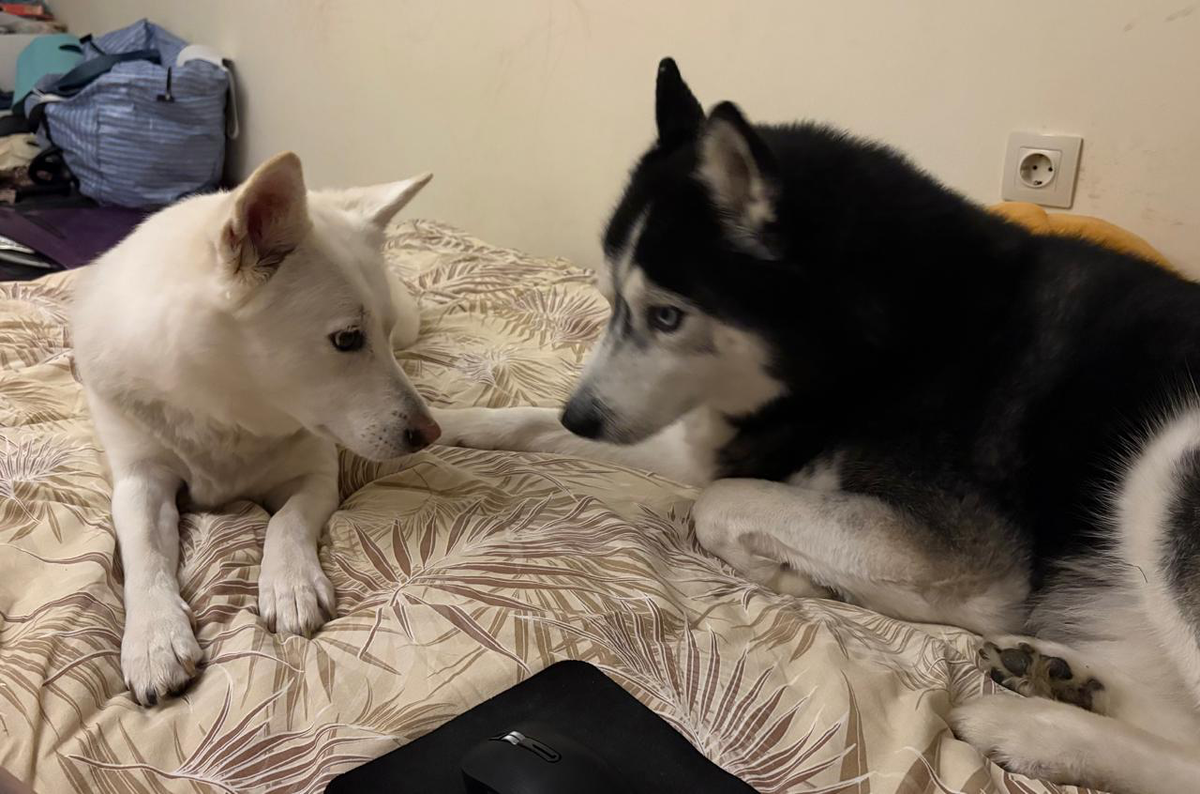 Стая на кровати на фоне всякого барахла. Это до обострения еще