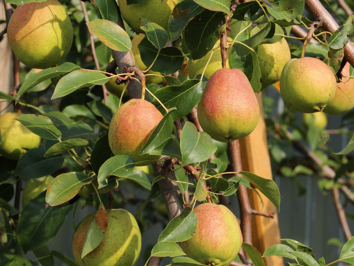 Груша Памяти Яковлева