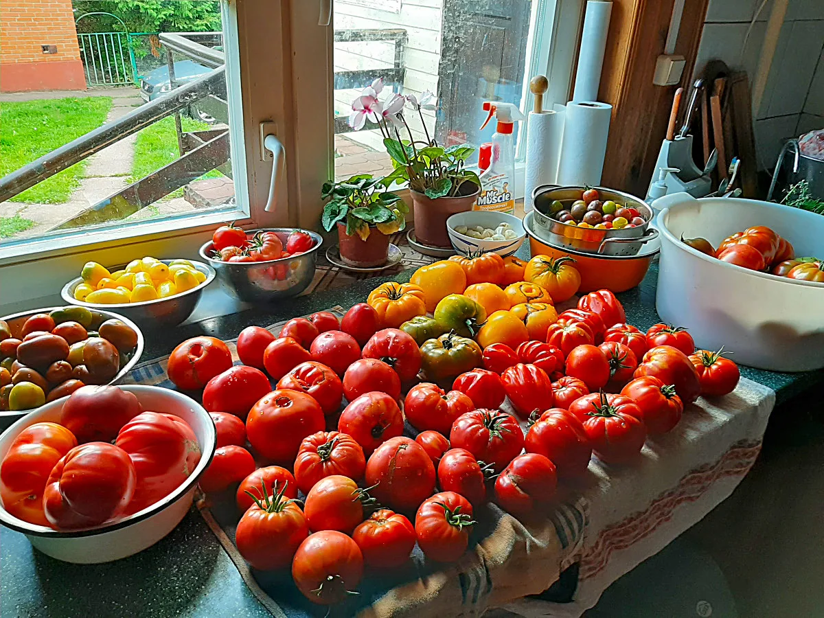 Куда девать помидоры, если их слишком много: Топ-5 рецептов 