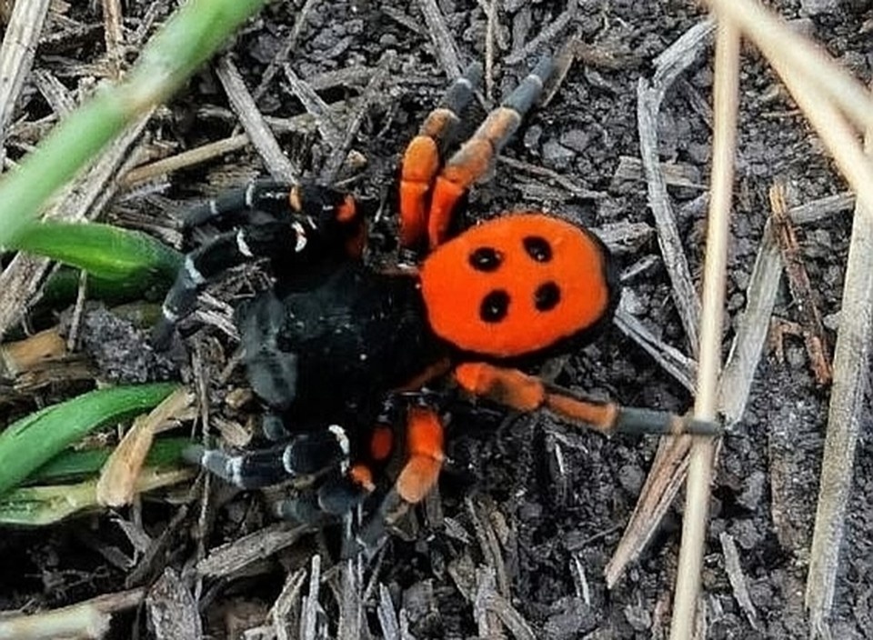    Пауков редко встретишь в регионе. Фото: Жигулевский государственный заповедник