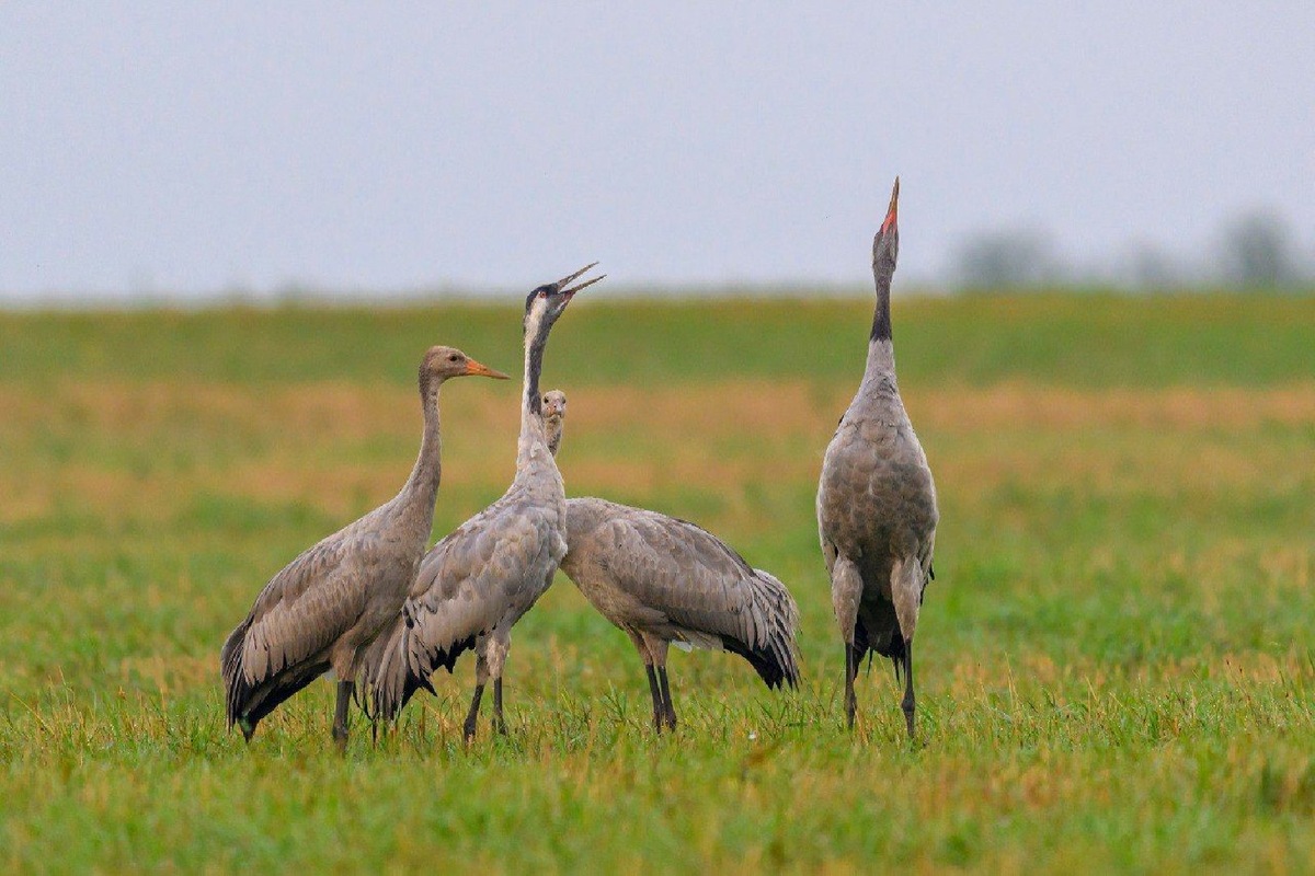    Фото: пресс-служба Министерства культуры и туризма МО / Сергей Супонин