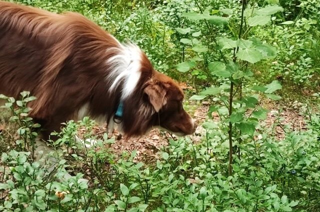    11 сентября нужно с заботой отестись к животным, которые подойдут к вашему дому. Фото: spb.aif.ru/ Анна Жогина