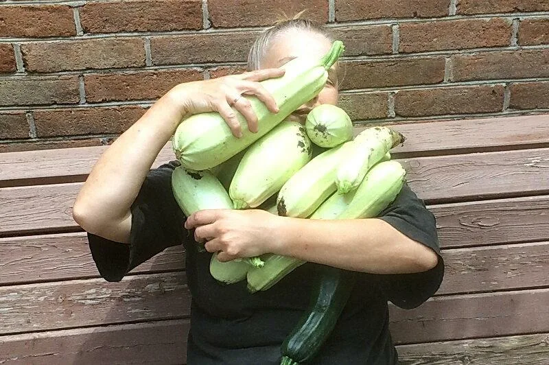 Море кабачков, что с ними делать?