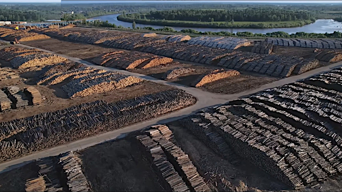 Масштабная вырубка леса