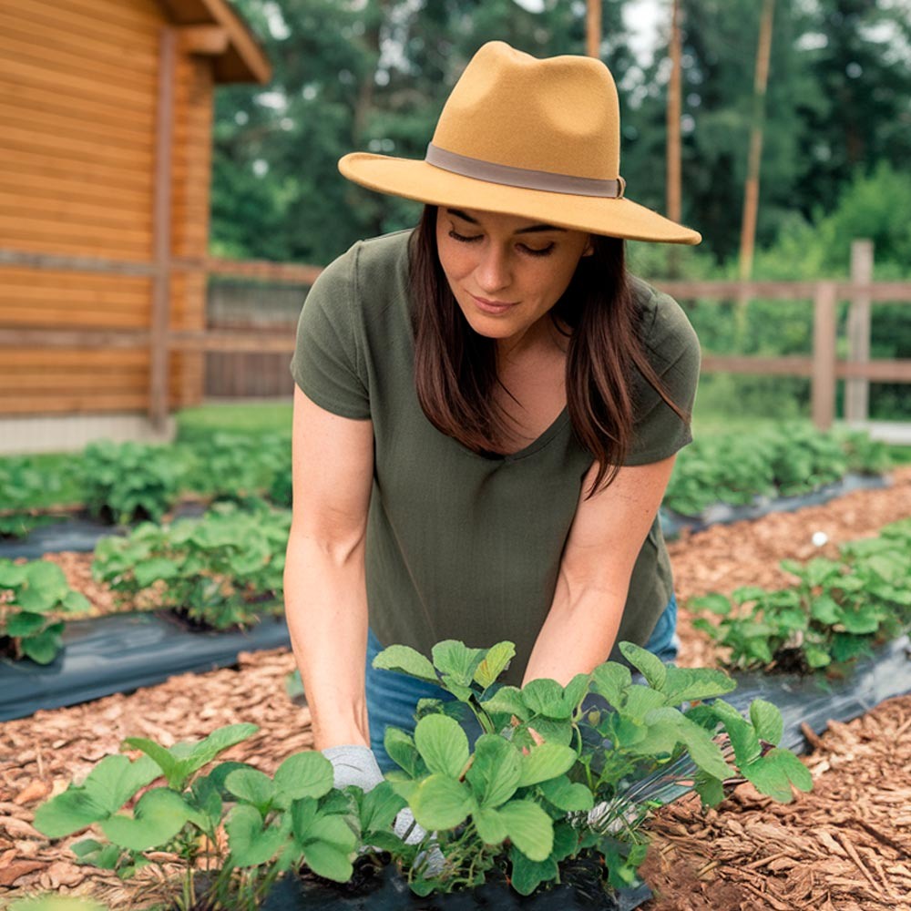 Рассада клубники