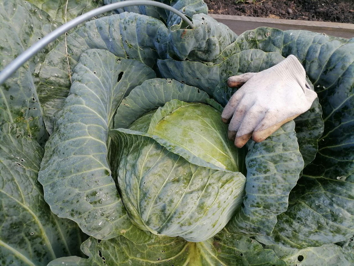 Кочан большой, но еще проминается, фото автора