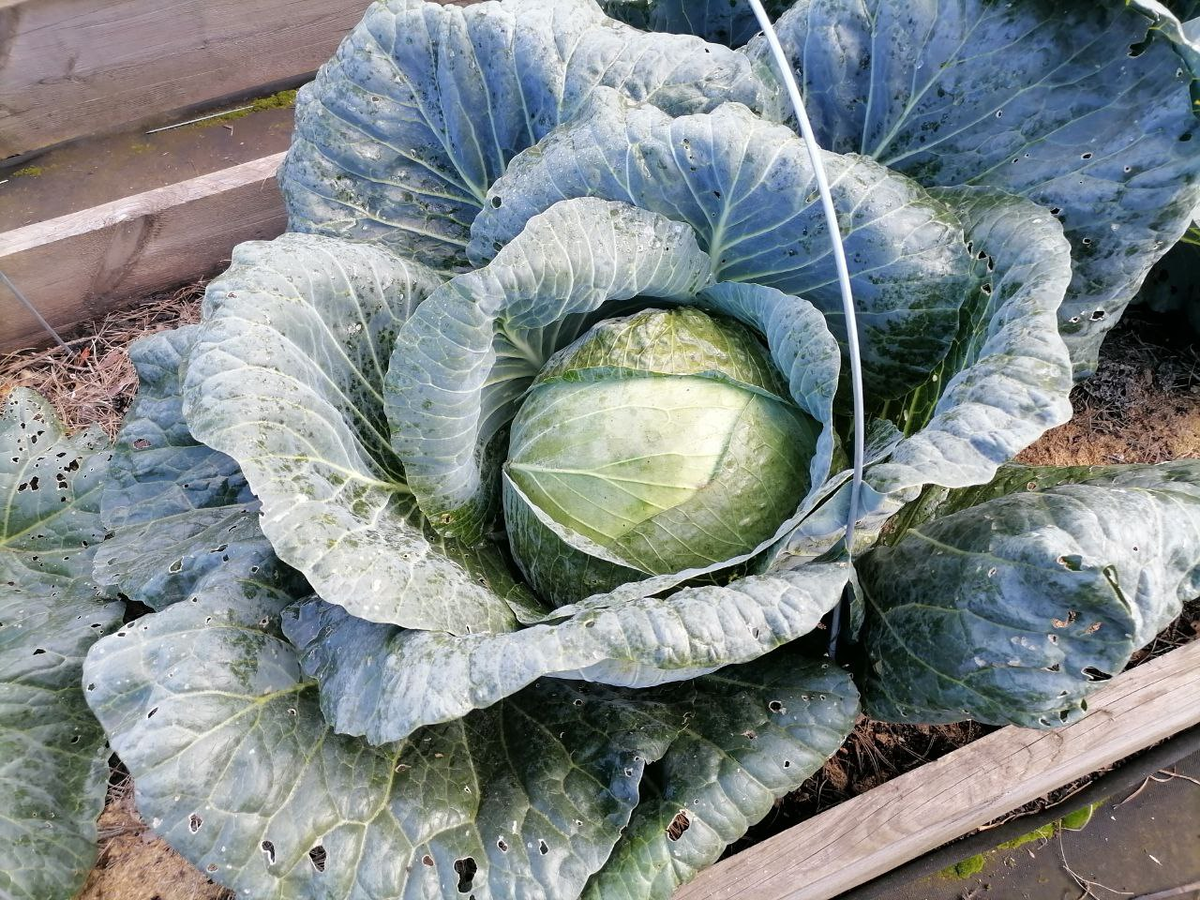 Моя капуста в сентябре, Сибирь