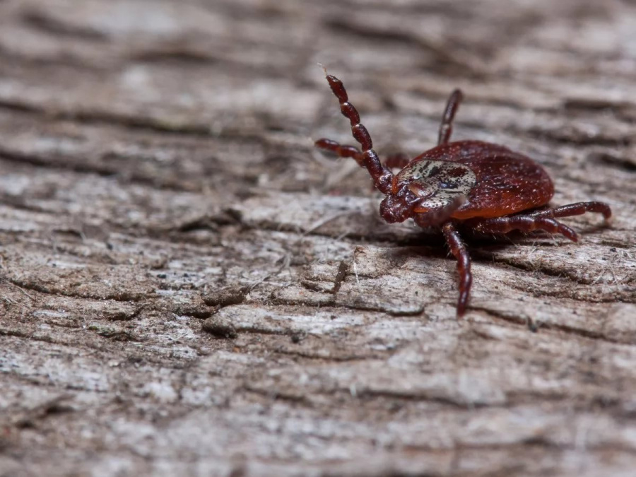     Сезон грибов? Сезон клещей!