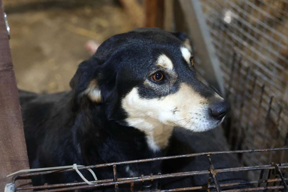    Фото: Виталий Тимкив, источник: ria.ru