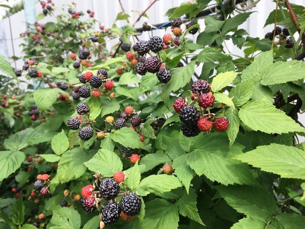 Черная малина летом. Сейчас (в сентябре) давно ягод нет...