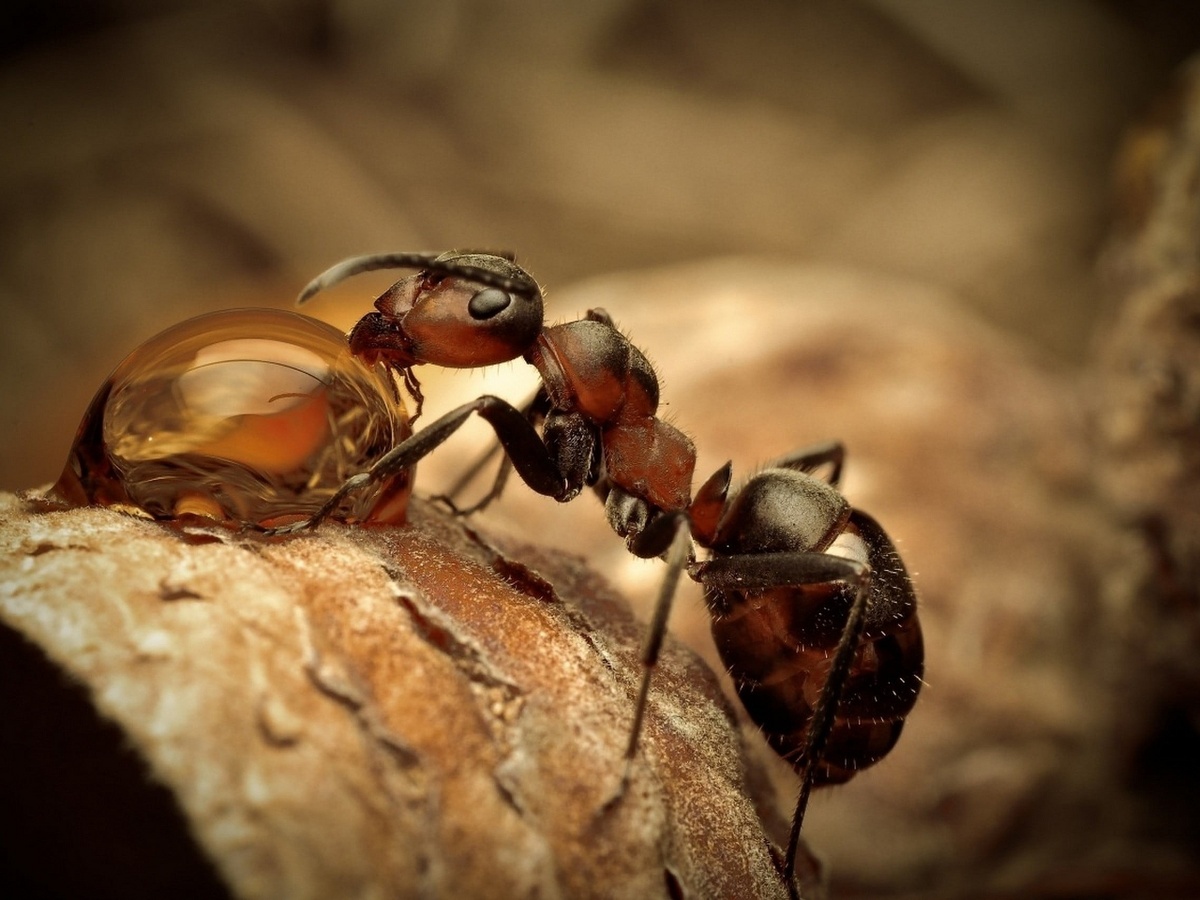 Муравей питается соком дерева.