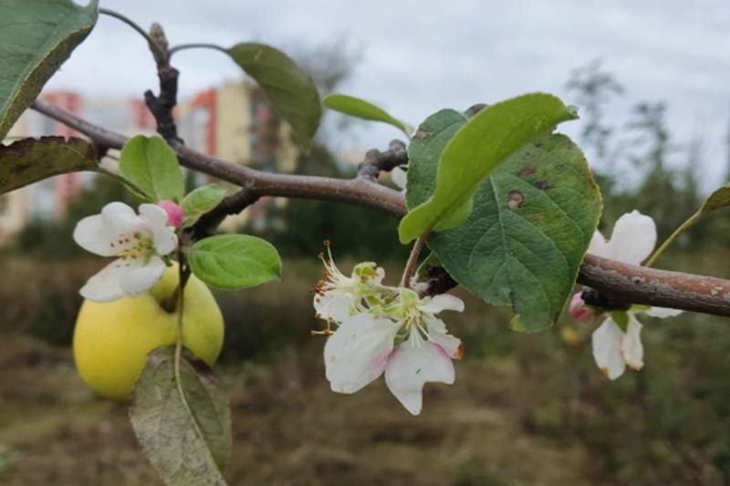    Аркадий Шохин