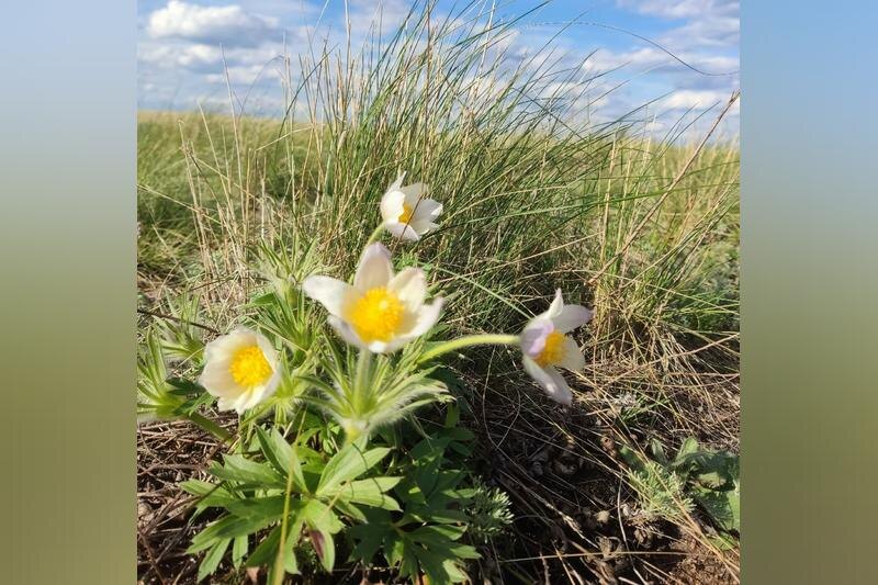    Фото Аркадия Шохина