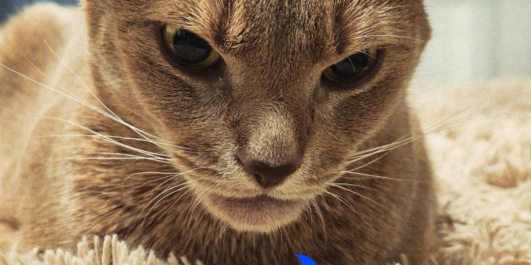 Испытывают ли кошки настоящие эмоции? Или ими движут лишь базовые инстинкты?