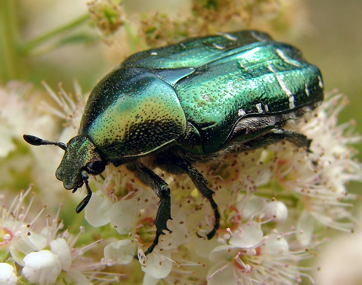 Наше сегодняшнее сокровище во всей красе! Разве можно поверить, что это не ювелирное украшение, а живое существо?