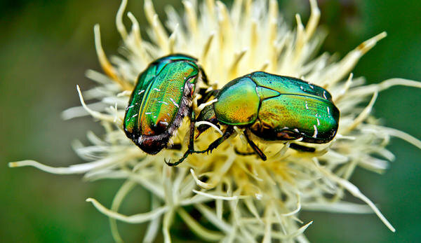 В природе эти красавцы обитают по всему миру, предпочитая теплые регионы. 
