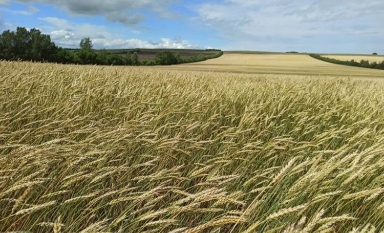    Фото: Филиал ФГБУ «Россельхозцентр» по Республике Хакасия