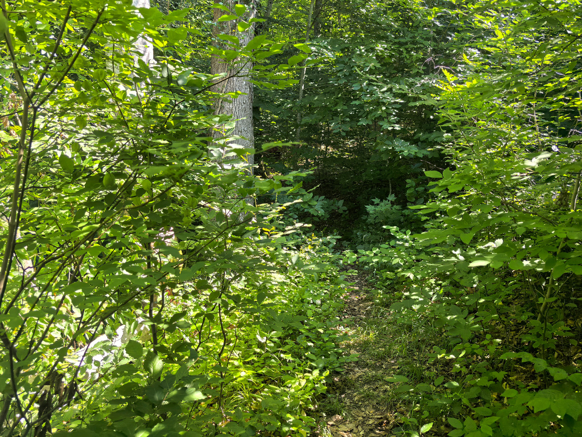 Тропа вверх по Инопланетному ручью.