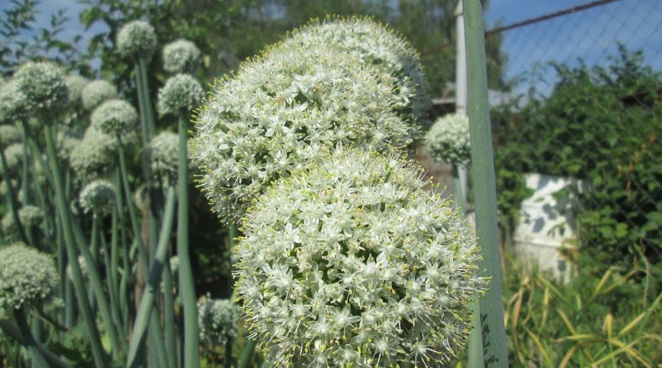 Выращивание семян чернушки