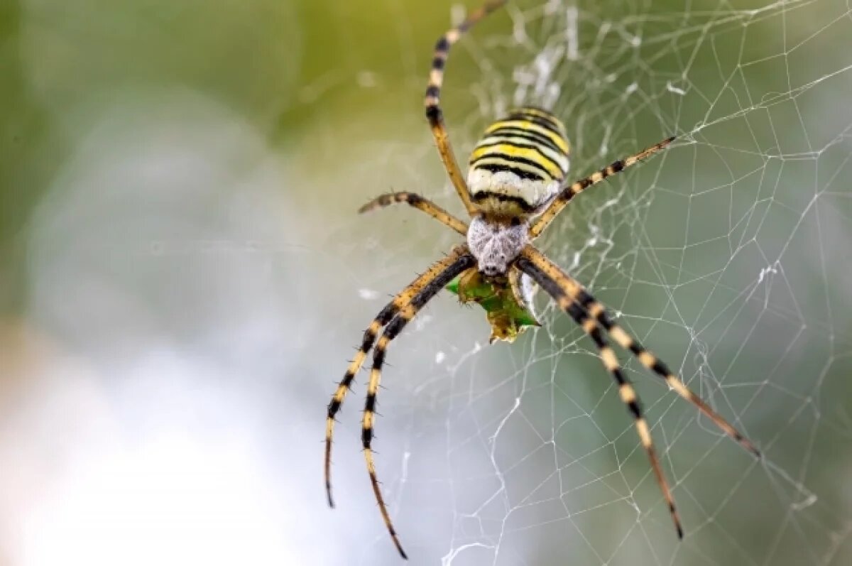    Паук-оса раньше обитал только в южных регионах