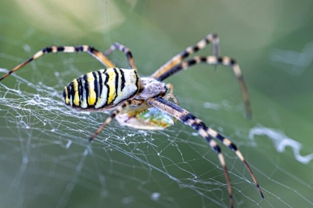    Этот паук не прячется, а сидит в середине своей паутины. Фото: ru.freepik.com