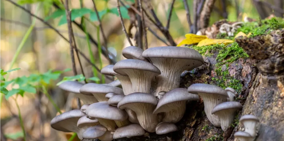 Вёшенка – что это за гриб?