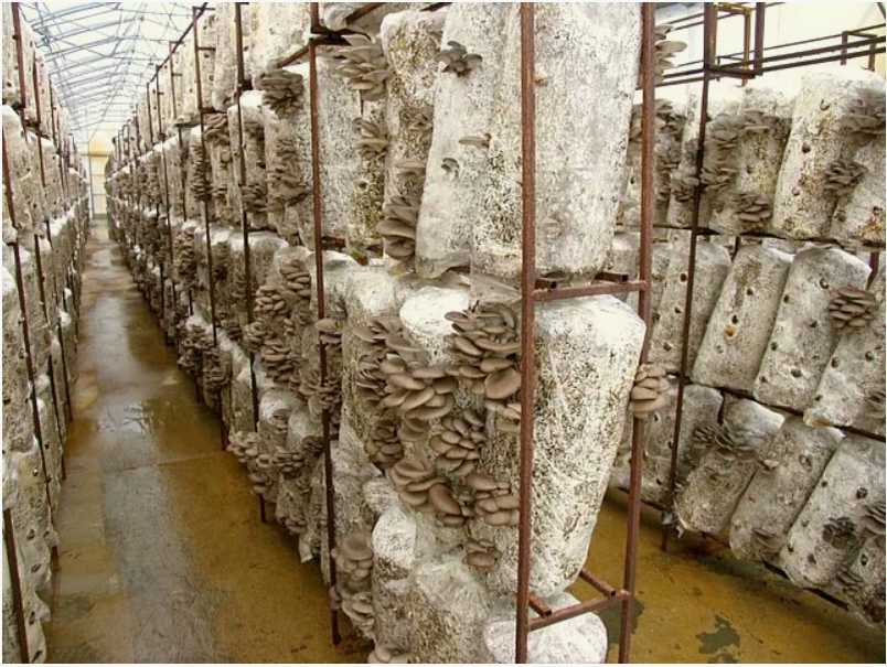 Выращивание вешенки.