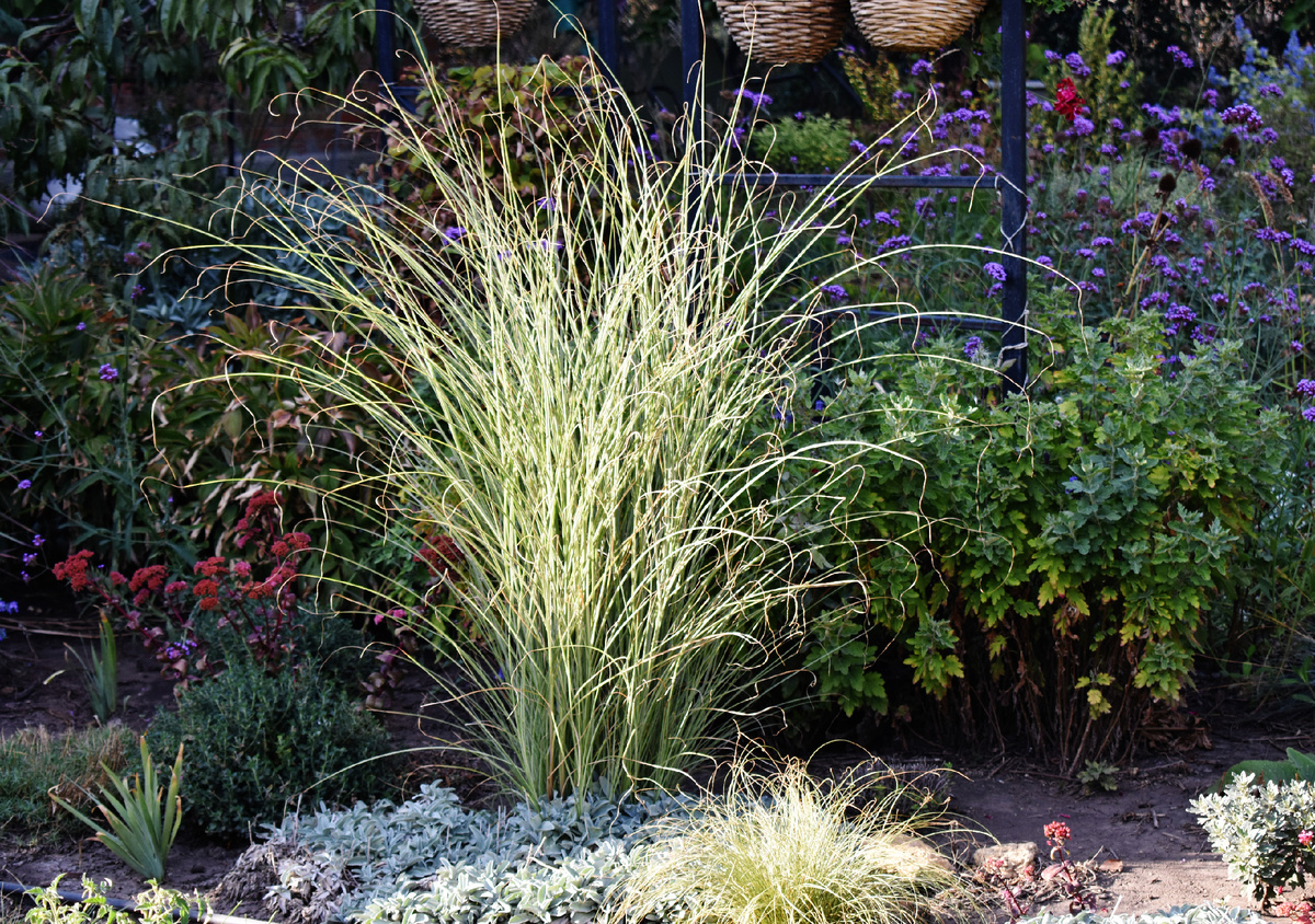 Мискантус "Morning Light"