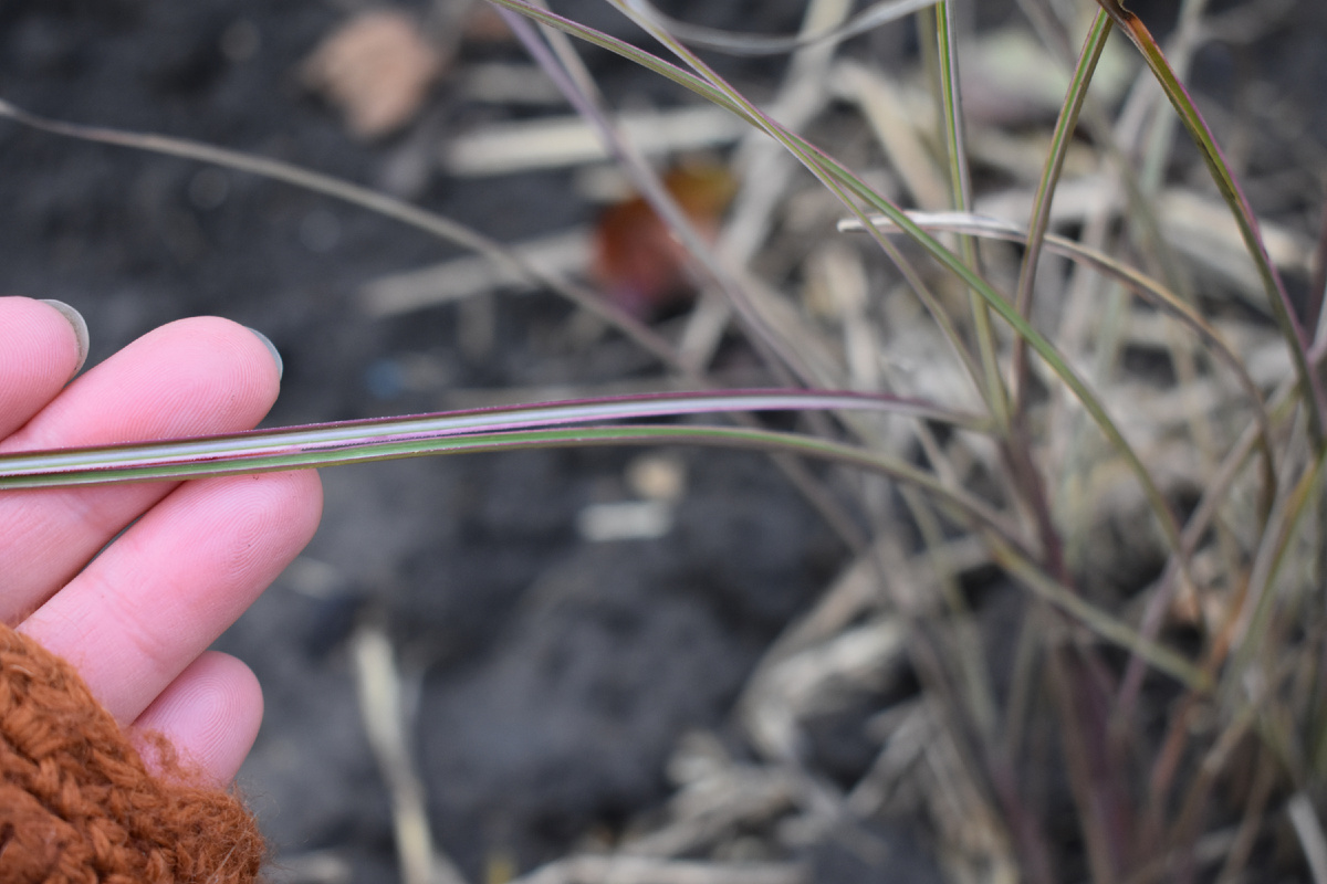 Листва мискантуса "Morning Light" чуть розовеет, когда ночи становятся холодными