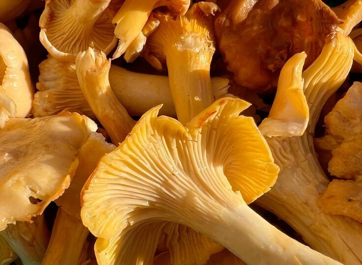 Грибы не усваиваются в организме