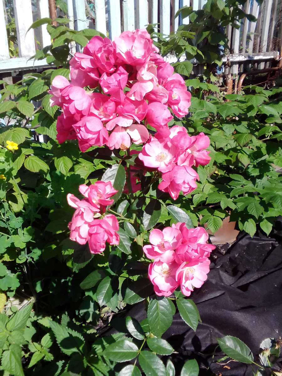 Яркая "Ангела"