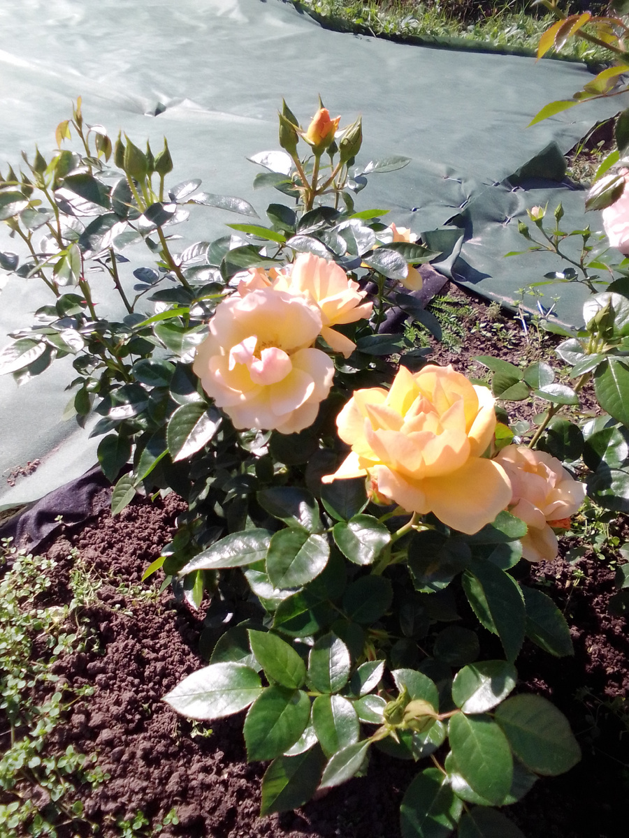 Солнечная "Ханзенштадт Росток"