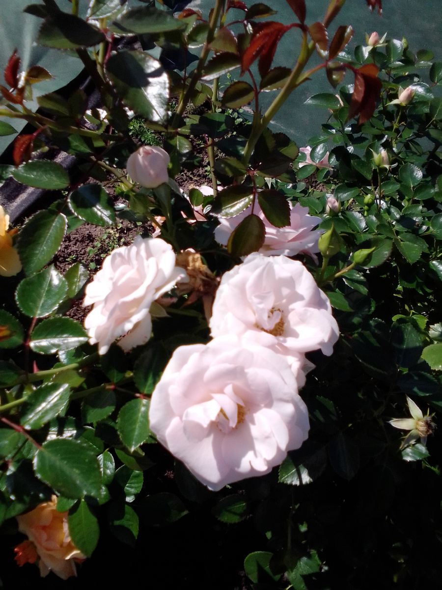 Нежная "Аспирин"